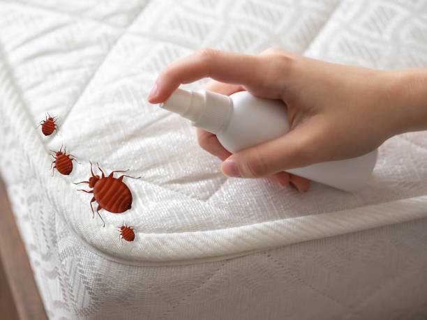 Best Spider Control Near Me  in East Oakdale, CA