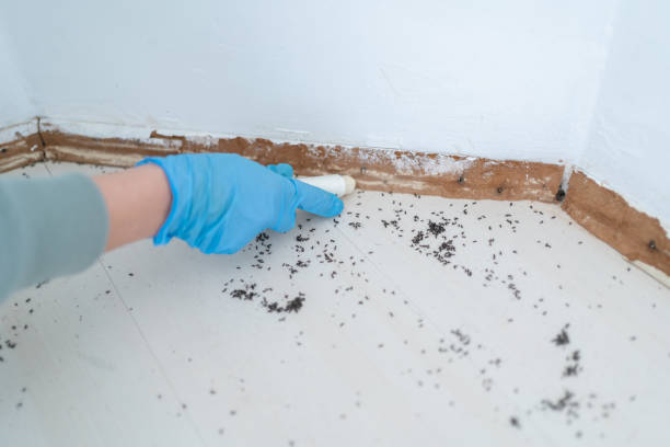Best Insect Control  in East Oakdale, CA